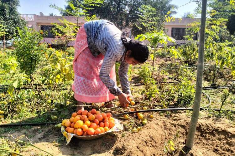 Picking fruit for the New Hope agricultural project.